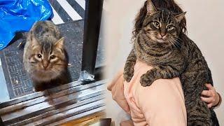 Stray Cat Sneaks Into a House To Adopt The Woman Living There