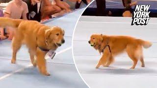 Beacon the therapy dog helped Team USA stay calm during Olympic trials