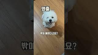 프랑스 여배우 비숑, 릴리는 떠나려 한다 #강아지