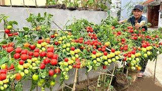 Get Ahead Of New Way Growing Tomatoes, 10 Times Breakthrough Yield, Don't Miss Out!