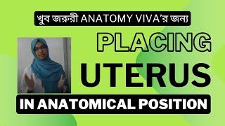 How to place the uterus in anatomical position? Placing UTERUS in skeleton II 1st Prof. Viva