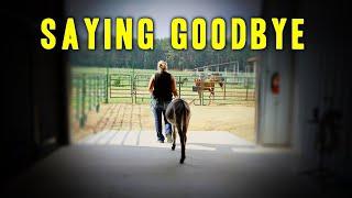 Saying Goodbye - Horse Shelter Heroes S4E31