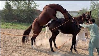 Wild Horse immediately Recognised His girlfriend After years apart|| First time female horse bondng