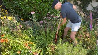 How to Divide Crocosmia (Montbretia) & Get More Plants | Perennial Garden