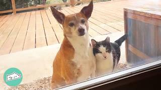 Lost Dog Shows Up At A Cat Sanctuary. Now Cats Are In Love! | Cuddle Buddies