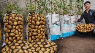Growing potatoes in soil bags. Will help you not have to spend money on buying potatoes anymore