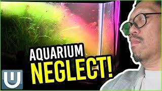 Planted Aquarium Maintenance - Recover from Neglect! | Waterlog 009