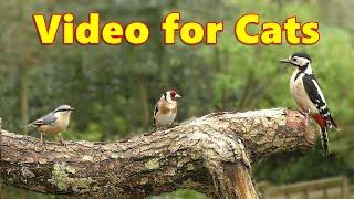 Videos for Cats ~ Cat TV Garden Birds Delight ⭐ 8 HOURS ⭐