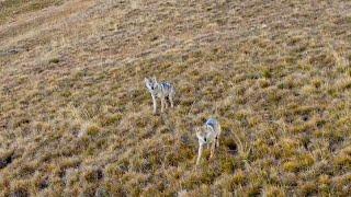 4 WOLVES ON THE MOUNTAIN - THEY ATE 2 COWS