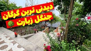 با دیدن این ولاگ با گرگان و جنگل های دیدنی این شهر شمالی بیشتر آشنا شو 