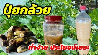 556/ #ปุ๋ยกล้วย #ปุ๋ยกล้วยหมัก[Banana Compost]  ทำง่ายประโยชน์เยอะ บำรุงพืช เพิ่มผลผลิต