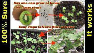 How to grow kiwi plants  at home,  7  months review in 7 minutes