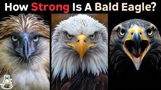 How Strong is a Bald Eagle Compared to Other Eagles?