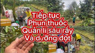 Tập 14“ Phun thuốc sâu rầy dưỡng lá '' Phục hồi vườn sau khi thu hoạch trái sầu riêng như thế nào?