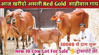 New 10 Cow Lot For Sale  4 लाख 21 हजार में खरीदो 10 गाय  ट्रांसपोर्ट फ्री  Top Class Sahiwal Cow