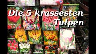 Die 5 krassesten Tulpen