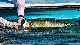 Monster Tarpon Fishing Florida Everglades National Park