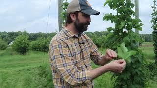 Sampling hop petioles