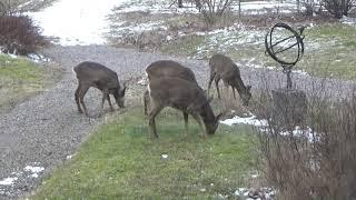 Homestead: Roe Deer this close to our house