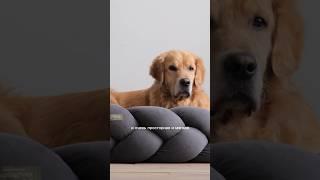 Самая лучшая лежанка для собаки которую можно придумать! #goldenretriever #unboxing #dog #funnydogs