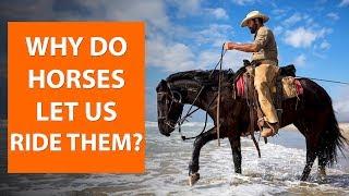 Why do horses let us ride them? | Horse Facts