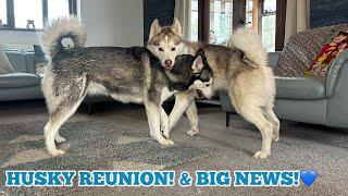 Huskies Adorable Reunion With His Best Friend!! The Cutest Video You Will See!! & BIG NEWS!!