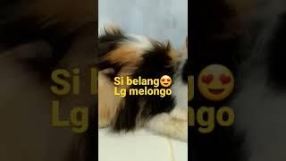 #kucinglucu #kitten #shortsvideo #shortsviral #cat #kucingimut #kitten #sumbarrancak #rameindong