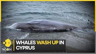 The mystery behind Whale strandings on shores of Cyprus | WION Climate Tracker