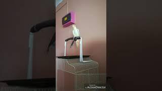 Cockatiel singing