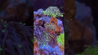 Premium Reef Exotic & Rare Corals Inventory (SEP 15 2021)