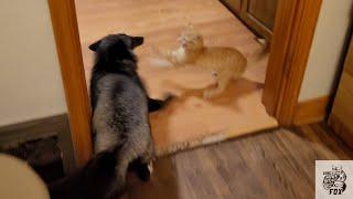 Sly fox is afraid of a kitten 