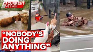 Rescuing farm animals left behind in flood crisis | A Current Affair