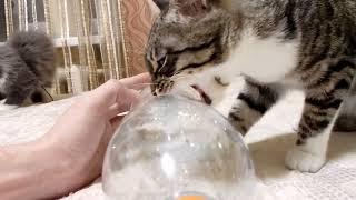 Free cool cat toy in 5 minutes. From a plastic bottle with your own hands.