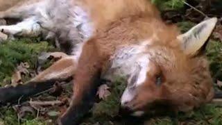 Разложение трупа лисы. Fox corpse decomposition.