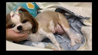 SHIH TZU GIVING BIRTH TO 2 PUPPIES FOR THE FIRST TIME | HOW TO HELP A DOG GIVE BIRTH