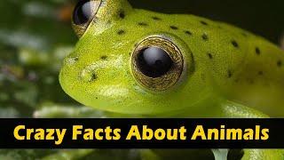 Crazy Facts About Animals  | Amazing Facts | Random Facts | Mind Blowing Facts in Hindi #Shorts