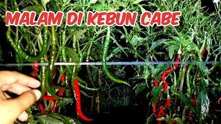 suasana malam di kebun cabe#petanicabemerah#campingdihutan #bushcraft