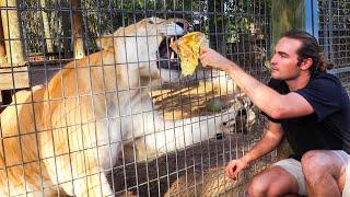 HAND FEEDING THE BIGGEST CAT IN THE WORLD !