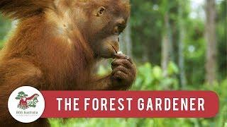 Orangutans - The Forest Gardener