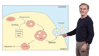 Randy Schekman (HHMI & UCB) 3: How human cells secrete small RNAs in extracellular vesicles