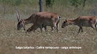 Saiga tatarica  - Сайга татарська  - saiga antelope