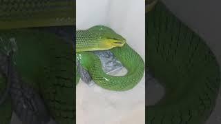 I Love snake. Beautifull Grey Tail racer (Gonyosoma oxycephalum) In bathroom.