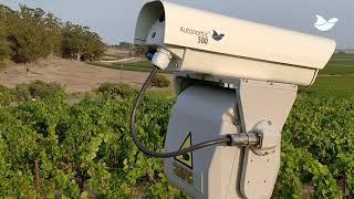 Autonomic laser bird deterrent at a California vineyard