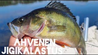 Isojen ahvenien päivä 2024 | Rengastallivisiitti @eramiehenmatkassa #kalastus #fishing #jigaus