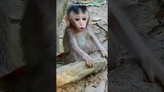 Wow! Look very adorable baby monkey it is so cute