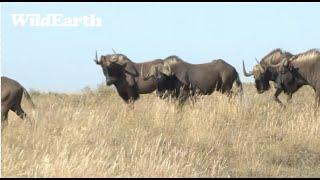 Black Wildebeest Stampede