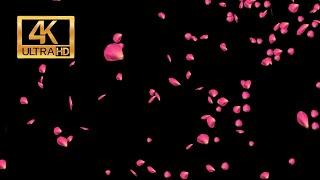 4K Free Falling Rose Patels Overlay Motion Graphics