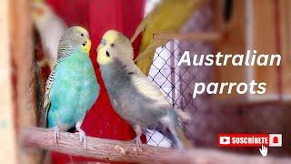 Australian bajri parrot ||Australian parrot voice