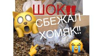 ШОК!! СБЕЖАЛ ХОМЯК! уборка у хомяка |Хома Life