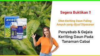 Terbukti Ampuh‼️ Cara Mengatasi Keriting Daun Pada Tanaman Cabai